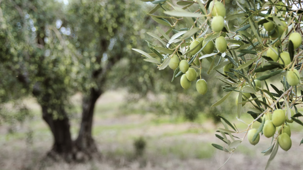 Olivicultura o Motor da (R)Evolução Agrícola Nacional