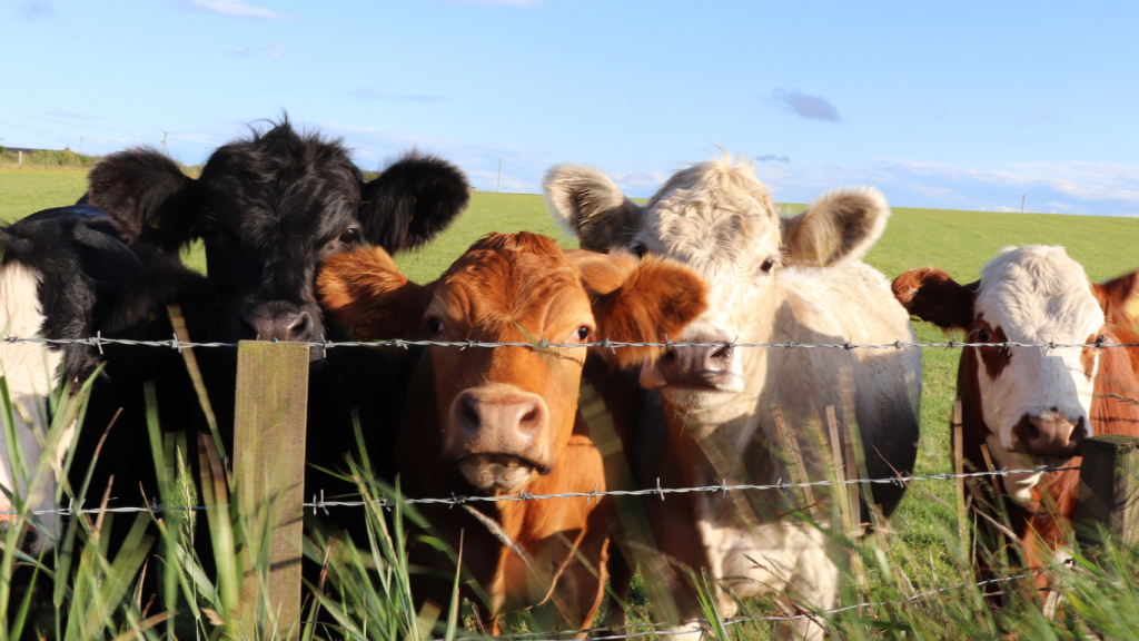Pasture Resilience: From Science to Practice