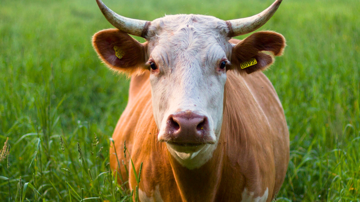 The INTAQT Project is organising the ‘EU Livestock 2030’ event at the European Parliament