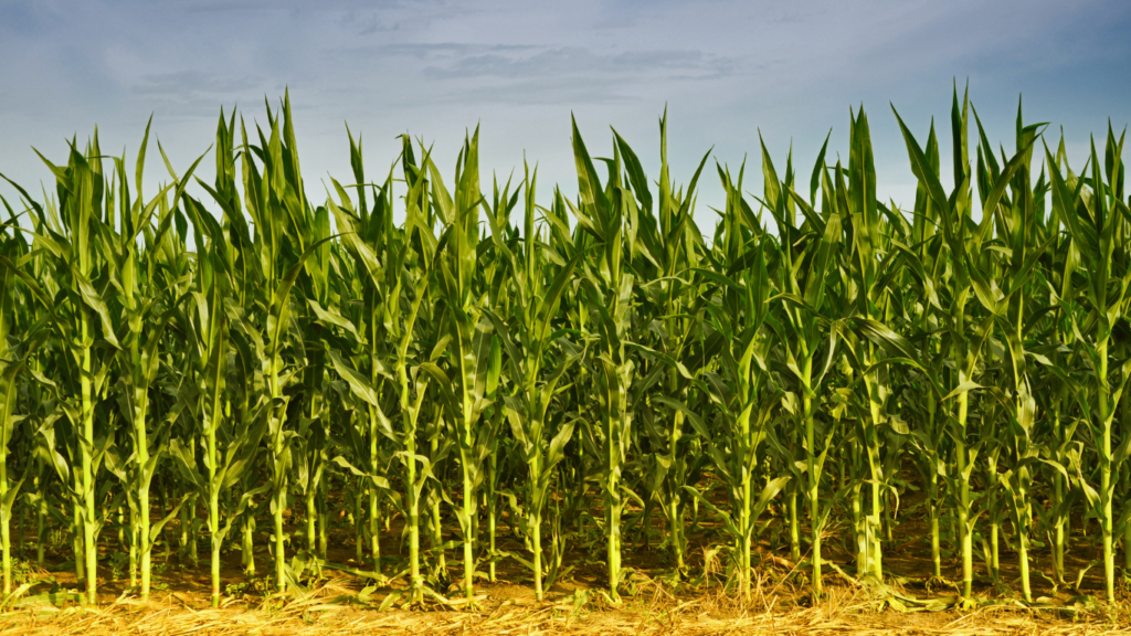 Workshop on Practices for Optimised Fertilisation