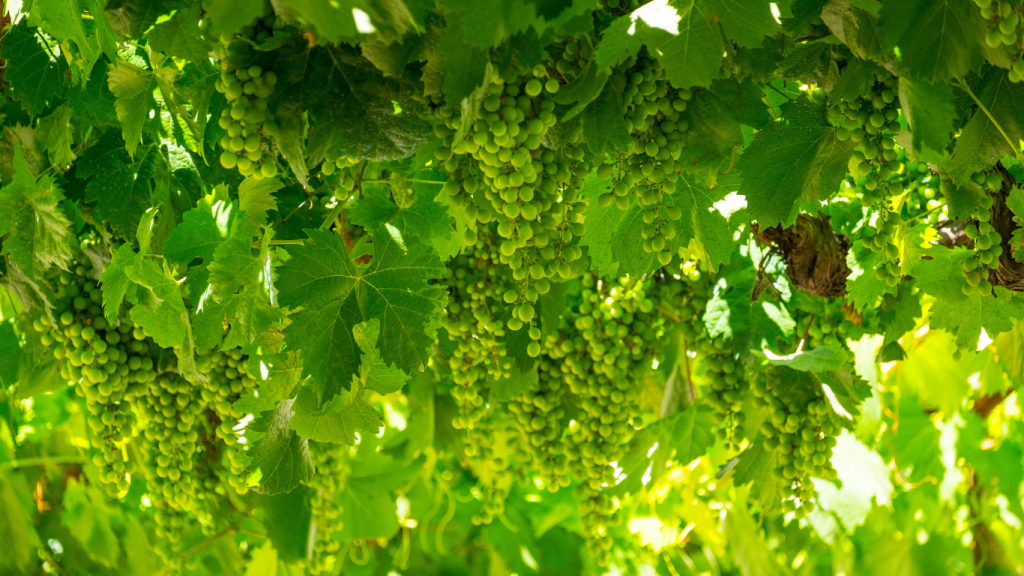 CONSULAI Conferências Vida Rural