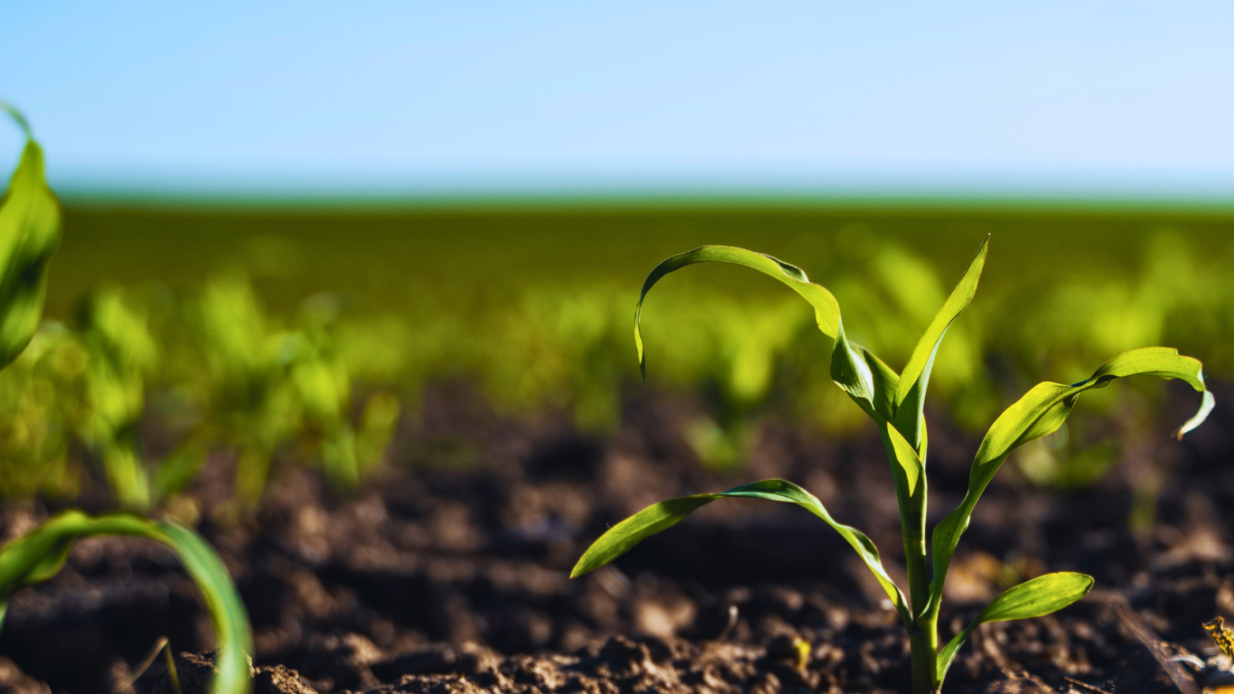 Regenerar o Solo: O Futuro da Fertilização do Milho