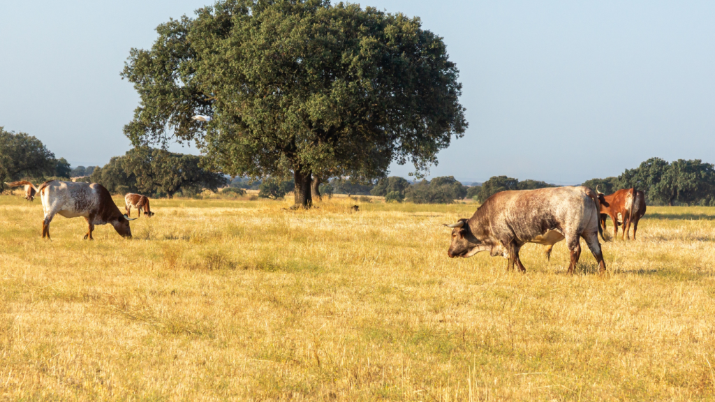 Prémio Inovar na Pecuária Extensiva