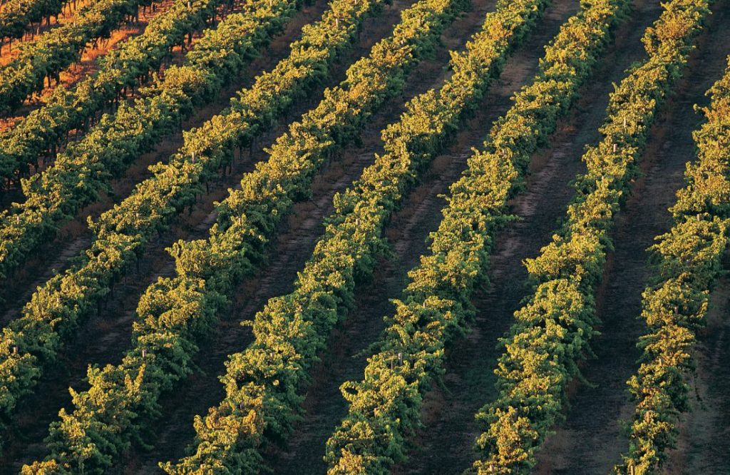 D.1.1.1.1 | Pequenos Investimentos na Exploração Agrícola | DOLMEN