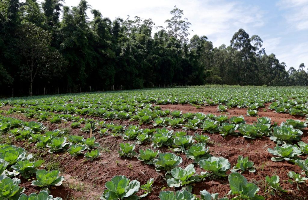 Abertura de Candidaturas | D.1.1.1.1 | Pequenos Investimentos na Exploração Agrícola | ADRITEM