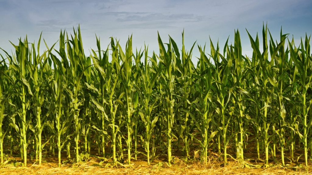 Fertilização Otimizada na Cultura do Milho na AGROGLOBAL 2025
