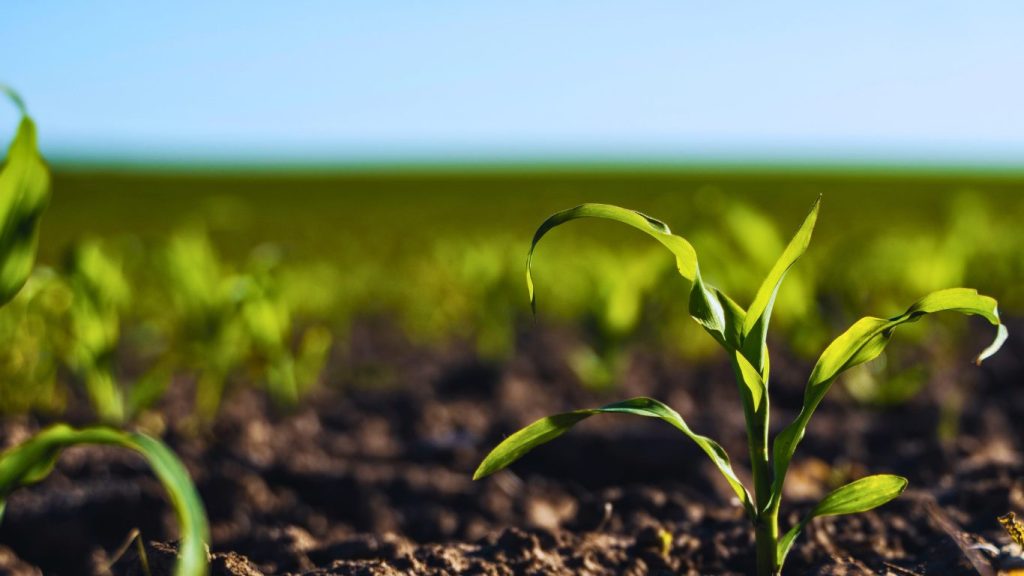 Regenerar o Solo: O Futuro da Fertilização do Milho