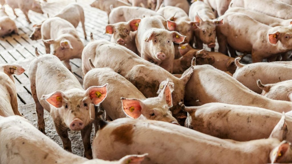 Comunicação do Bem‑Estar Animal